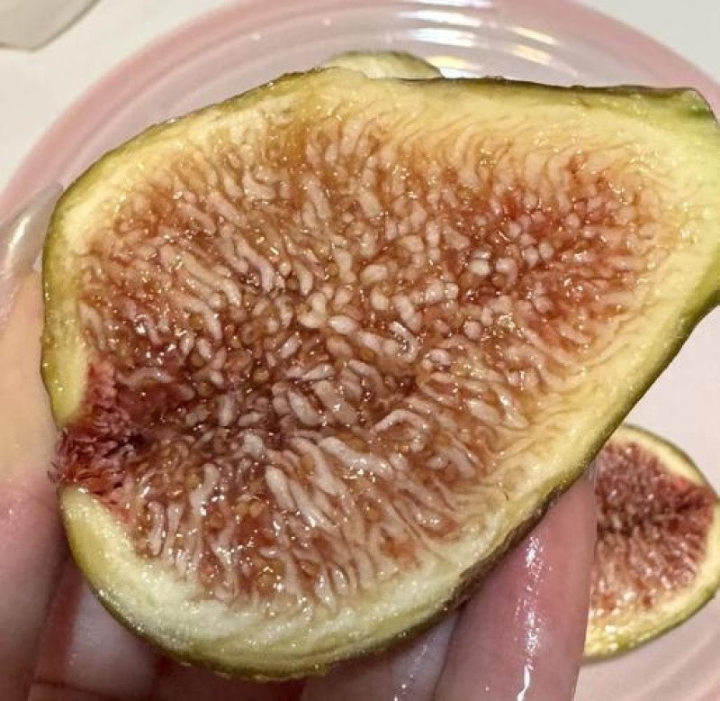 芭劳奈无花果裸根苗香蕉无花果苗南北方种植
