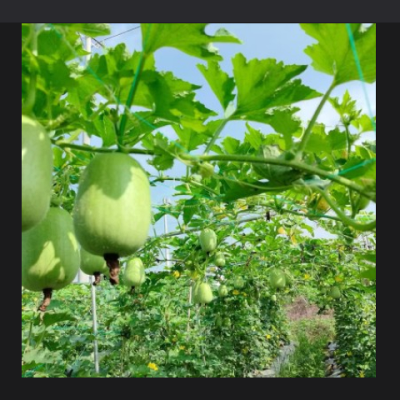 香芋冬瓜