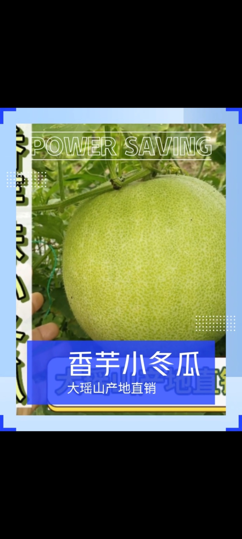 香芋冬瓜