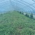 西安市大棚头茬精品竹叶空心菜