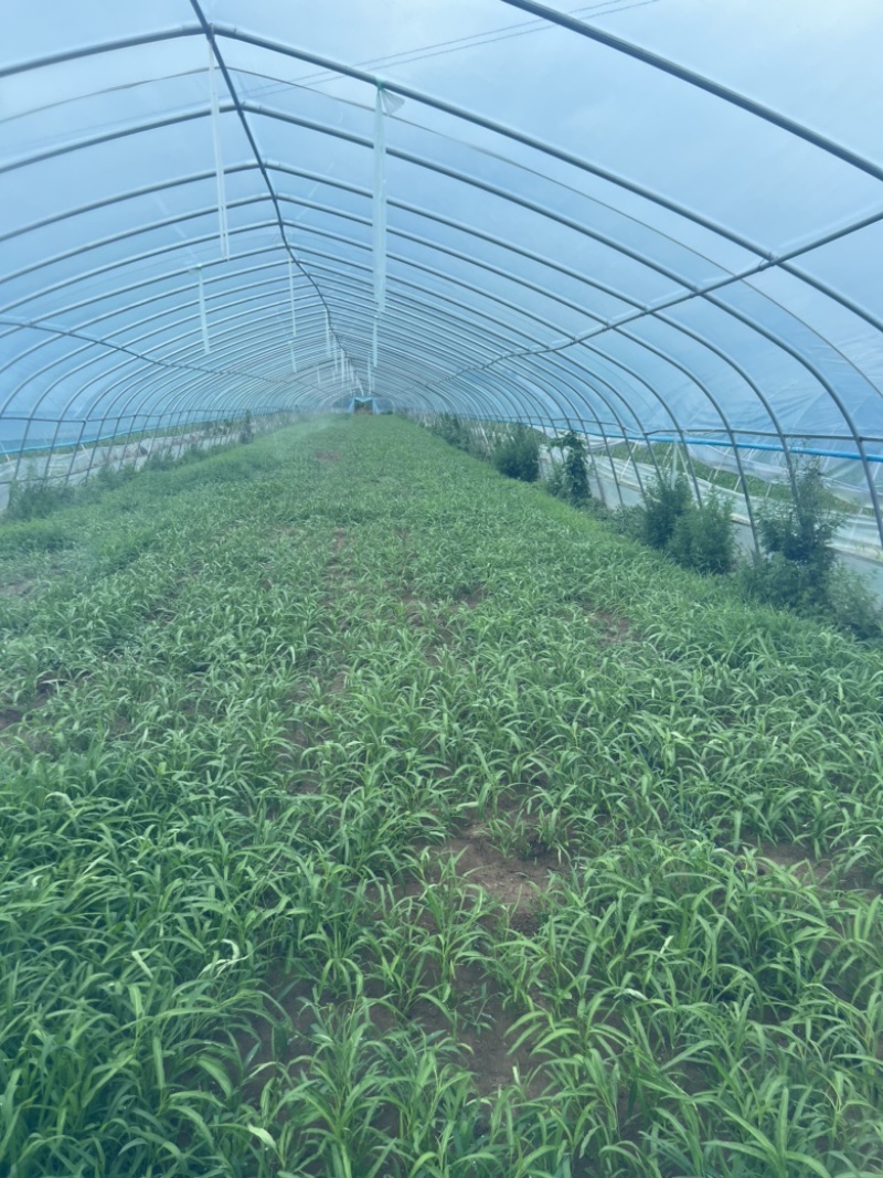 西安市大棚头茬精品竹叶空心菜