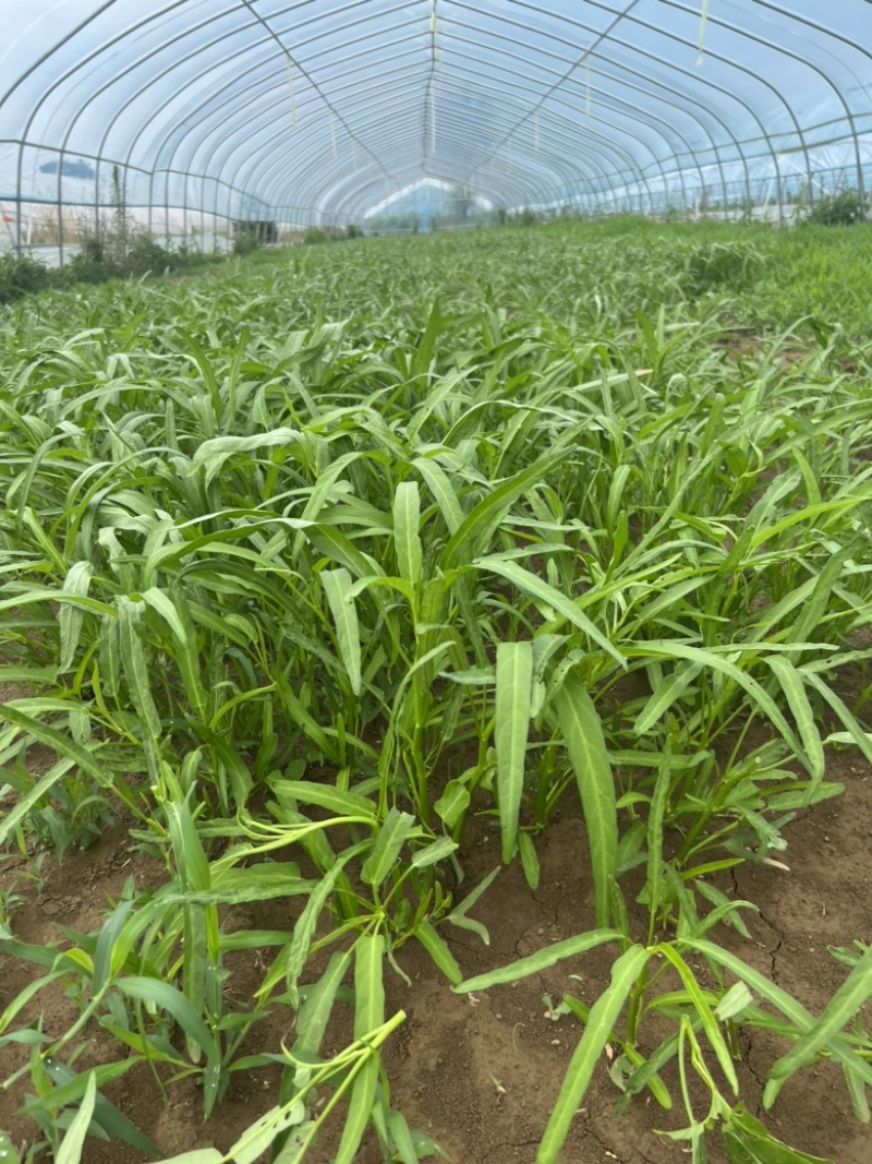 西安市大棚头茬精品竹叶空心菜