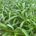 西安市大棚头茬精品竹叶空心菜