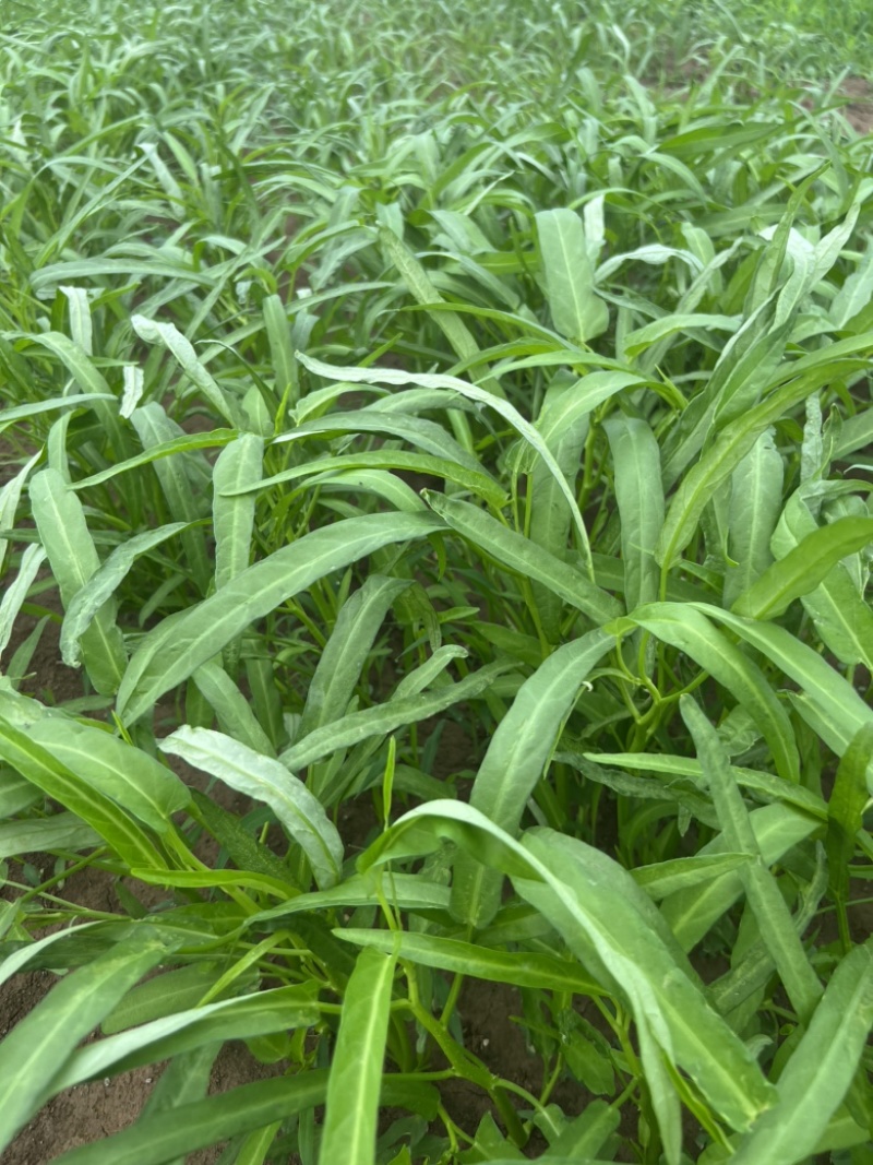 西安市大棚头茬精品竹叶空心菜