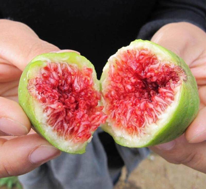 青皮无花果苗特大超甜糖心盆栽地栽南北方种植