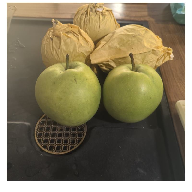 酥脆一号大量下树含糖量13左右口感脆甜汁水多
