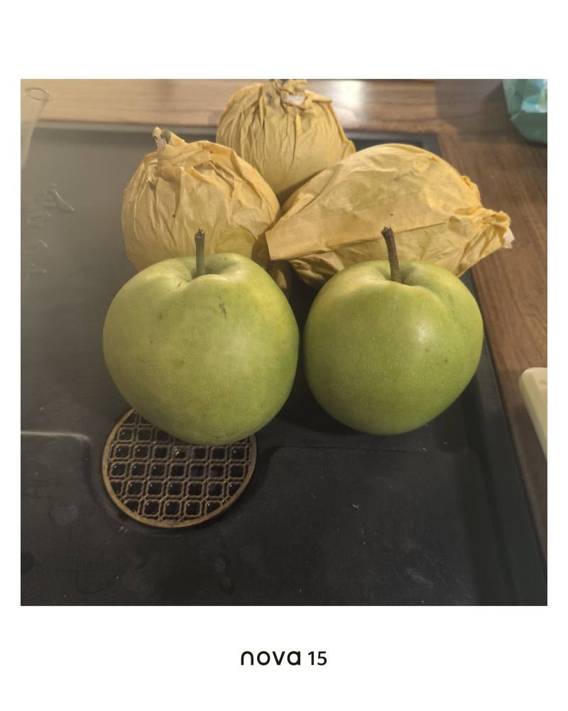 酥脆一号大量下树含糖量13左右口感脆甜汁水多