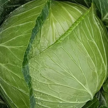 威宁高山包菜奥奇丽