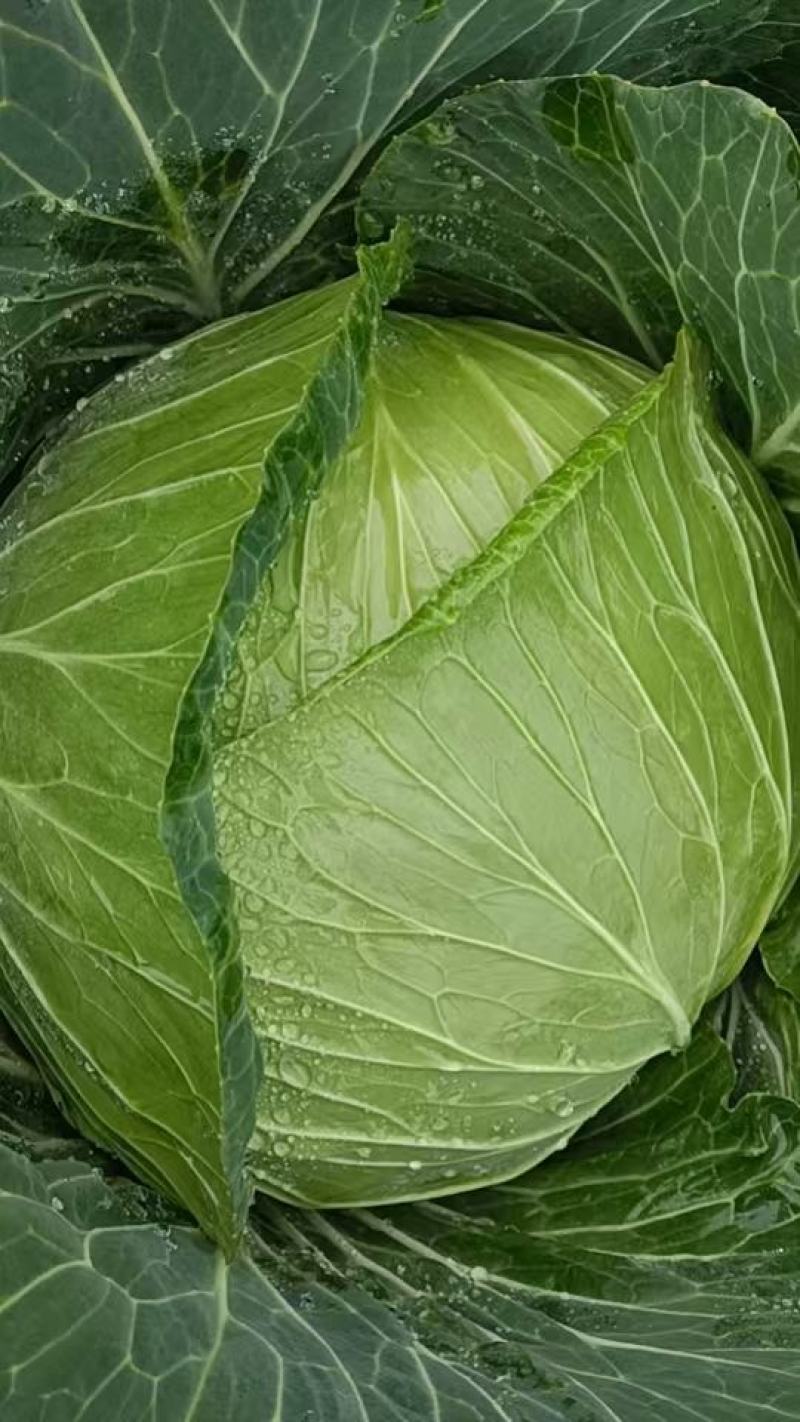 威宁高山包菜奥奇丽