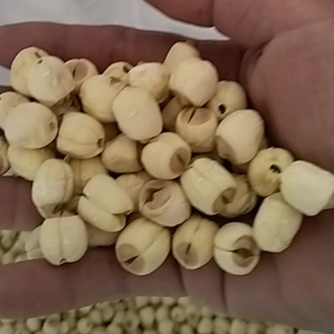通芯白莲.自产自销V***********
