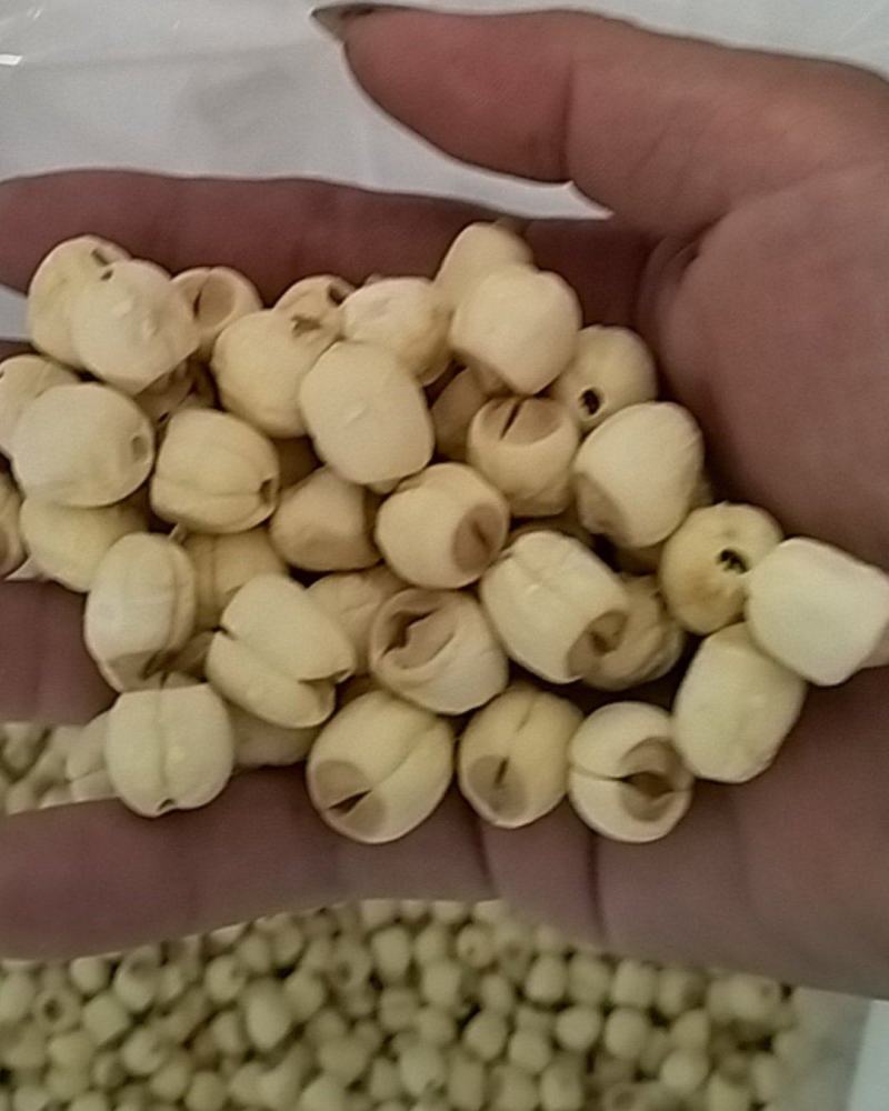 通芯白莲.自产自销V***********