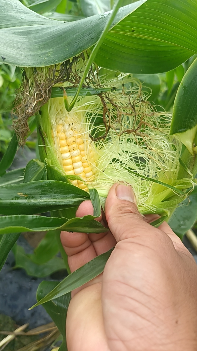 双色玉米，花超
