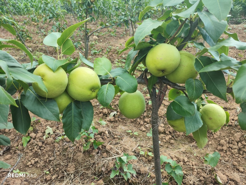 翠冠梨