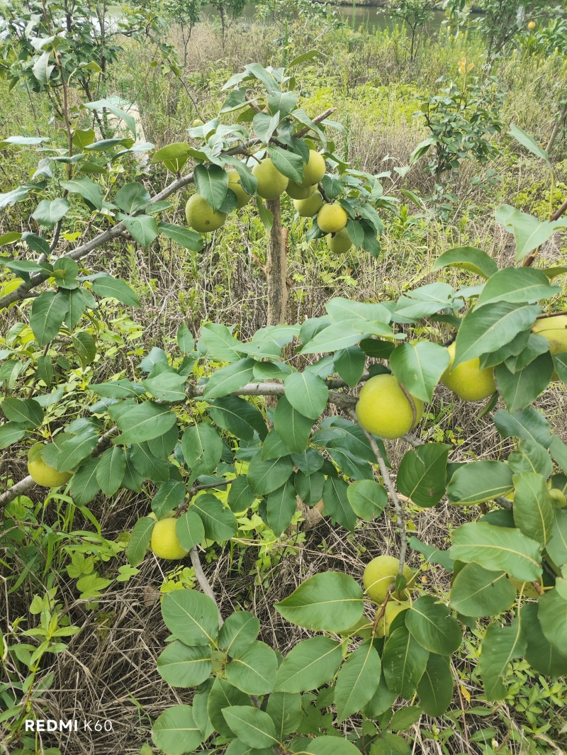 翠冠梨