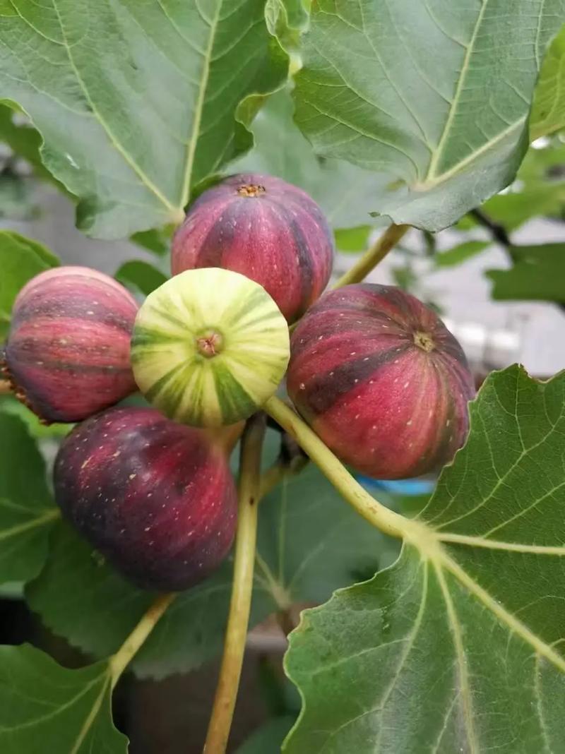 bnr彩虹无花果盆栽地栽阳台南北方种植