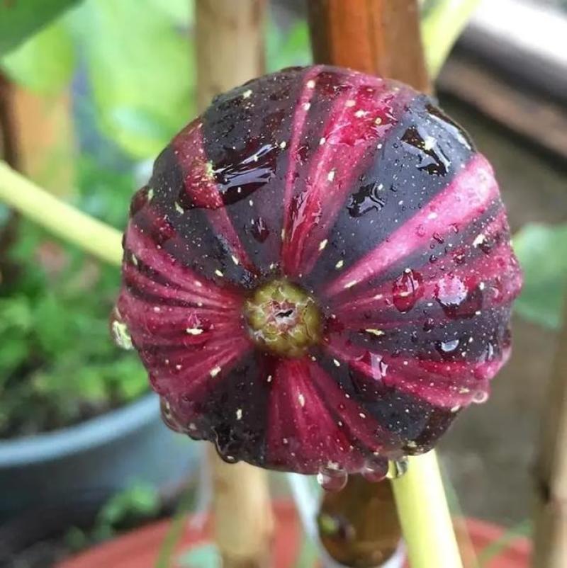 bnr彩虹无花果盆栽地栽阳台南北方种植