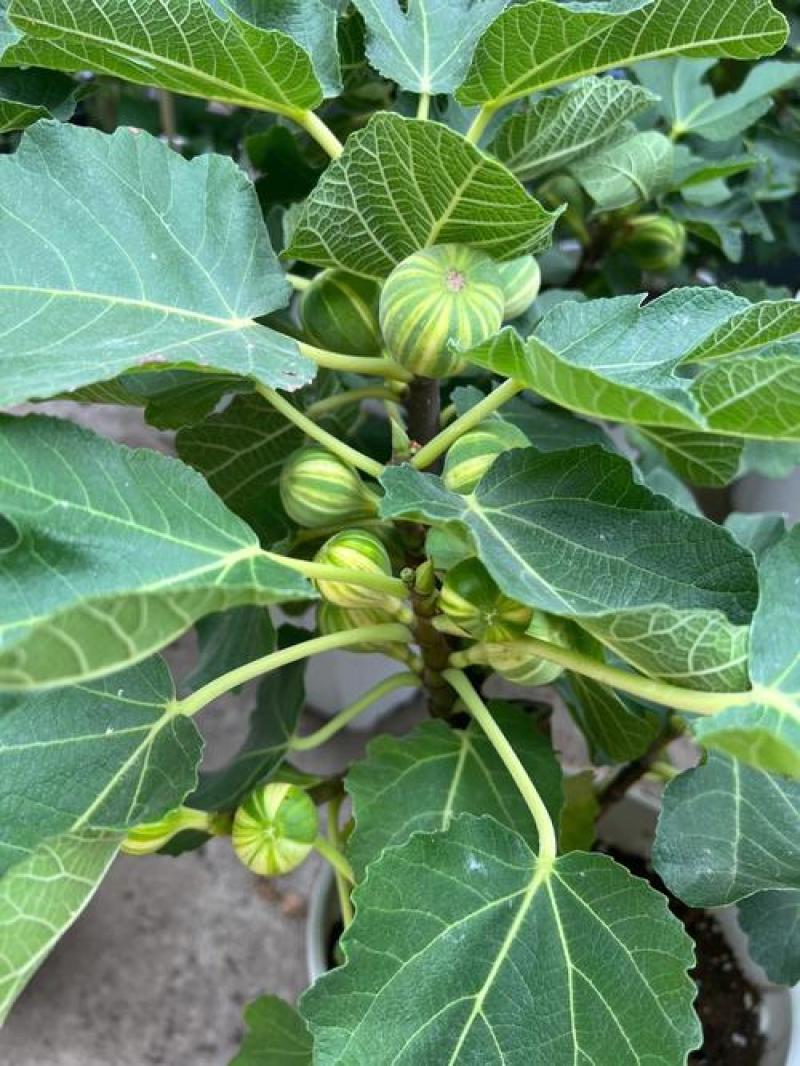 bnr彩虹无花果盆栽地栽阳台南北方种植