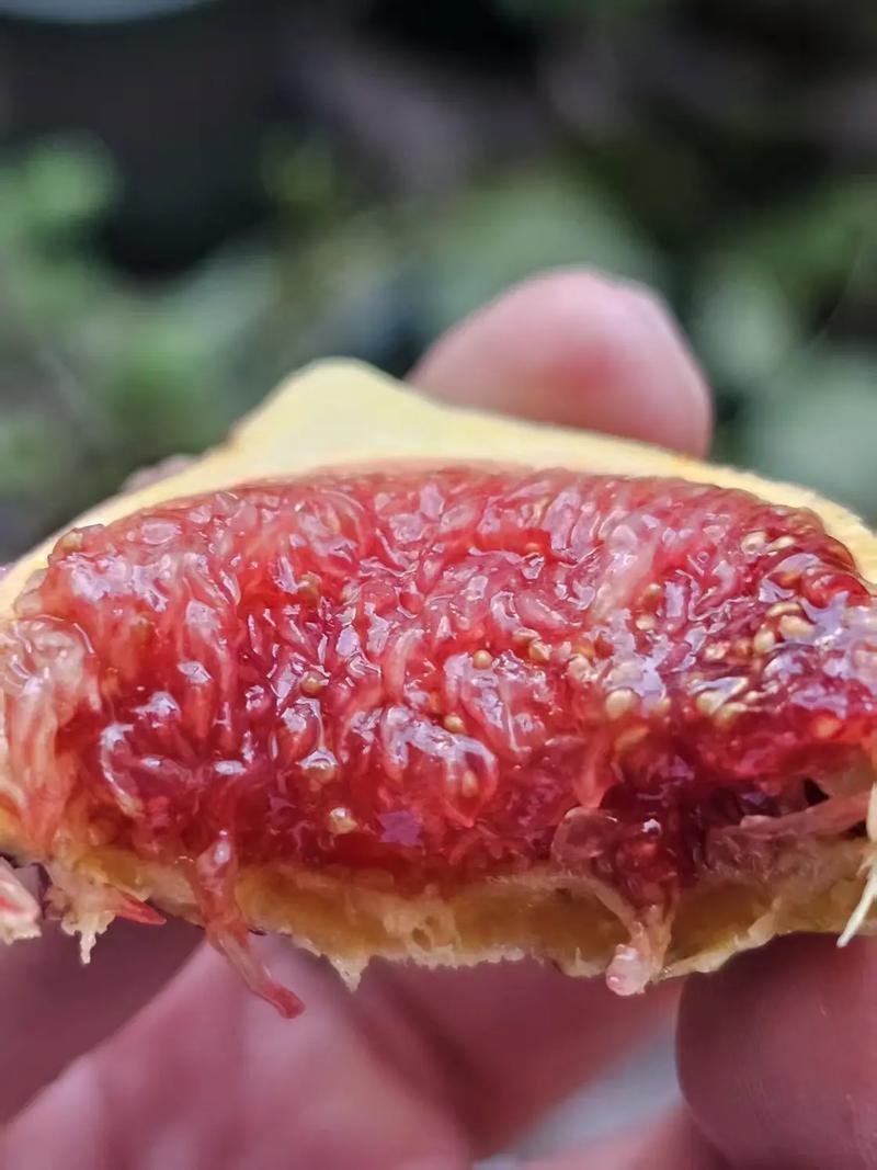bnr彩虹无花果盆栽地栽阳台南北方种植