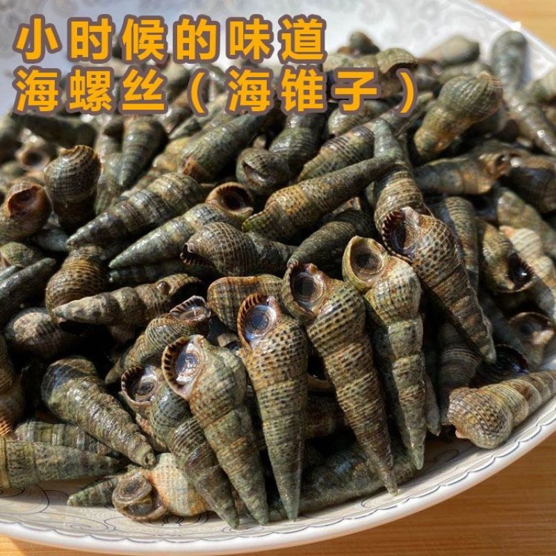 新鲜海螺丝小海锥海锥螺沙螺丝海抽冰鲜现货鲜活批发