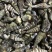 新鲜海螺丝小海锥海锥螺沙螺丝海抽冰鲜现货鲜活批发