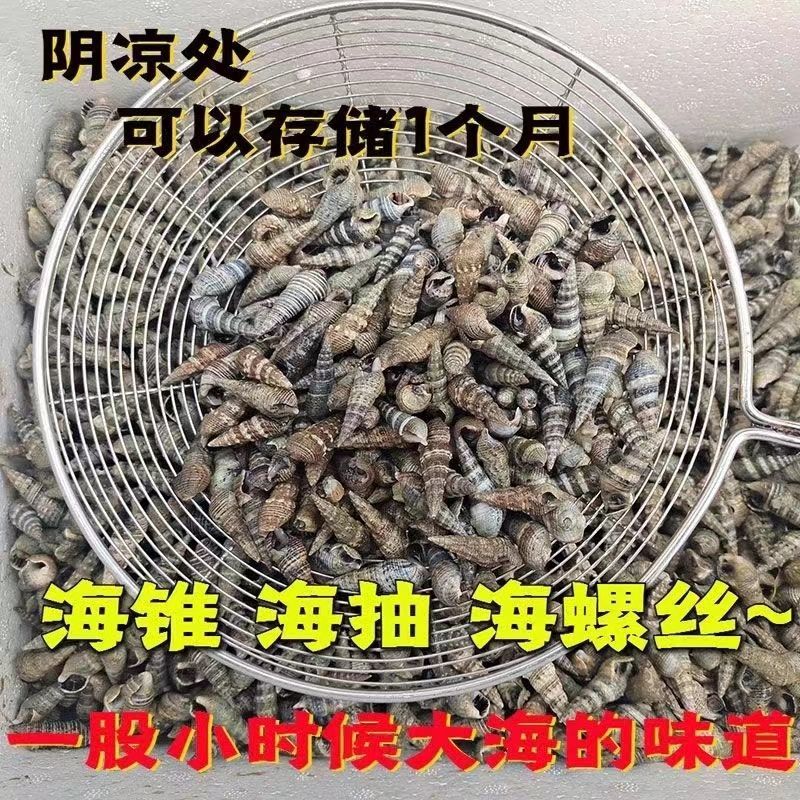 新鲜海螺丝小海锥海锥螺沙螺丝海抽冰鲜现货鲜活批发