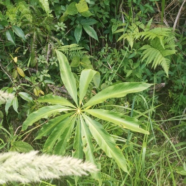 野魔芋的