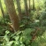 野魔芋的