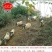 放养巴马香猪肉四川慢养溜达跑山猪