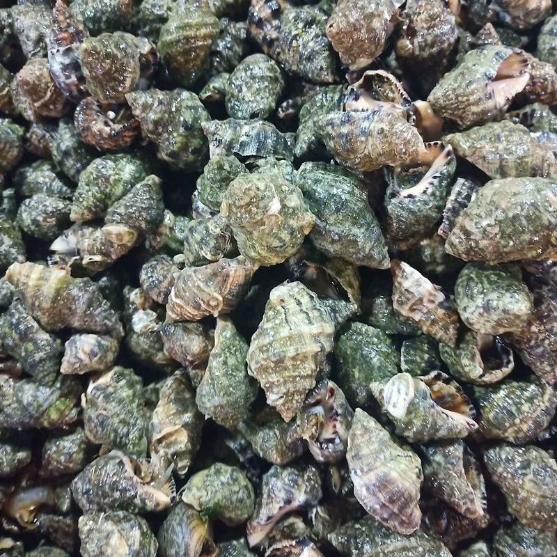 海捕新鲜辣螺无沙苦螺小海螺鲜活苦螺批发海田螺鲜活批发冰鲜