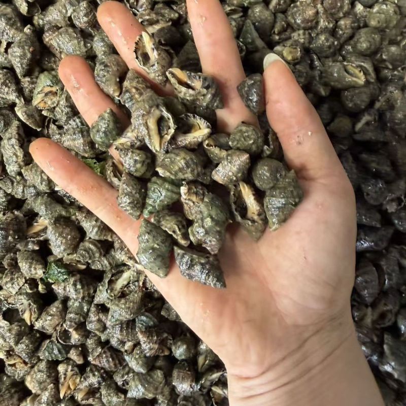 海捕新鲜辣螺无沙苦螺小海螺鲜活苦螺批发海田螺鲜活批发冰鲜