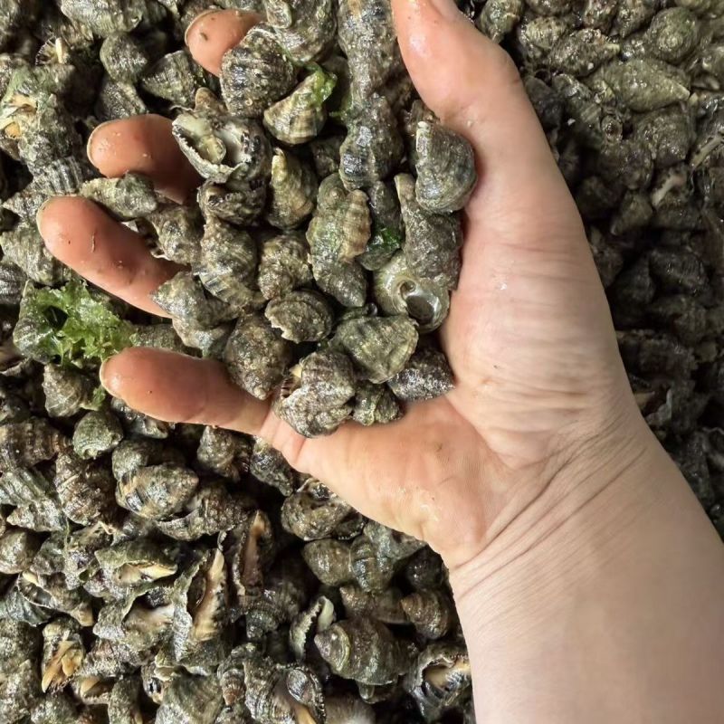 海捕新鲜辣螺无沙苦螺小海螺鲜活苦螺批发海田螺鲜活批发冰鲜