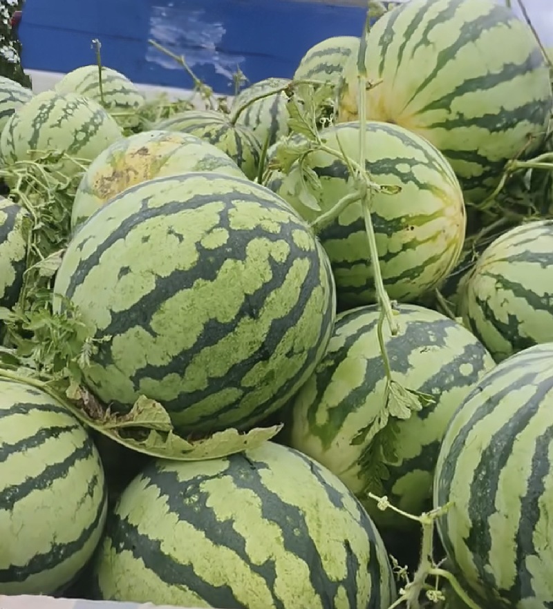 西瓜批发
