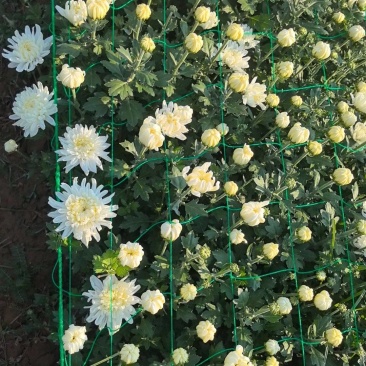 山西侯马鲜切菊花基地，大量鲜白菊，***********