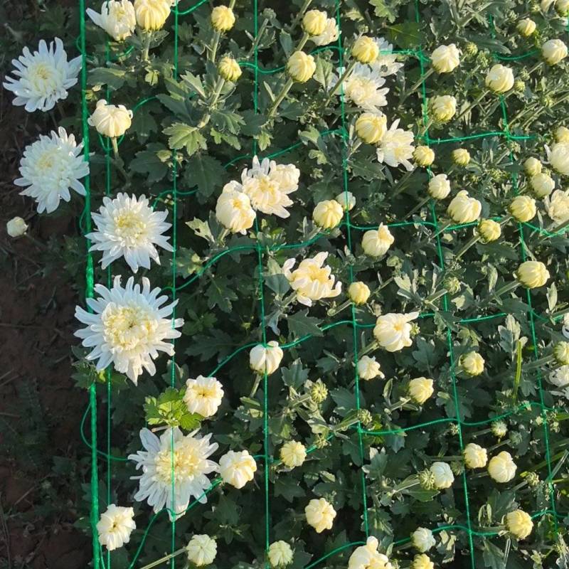 山西侯马鲜切菊花基地，大量鲜白菊，***********