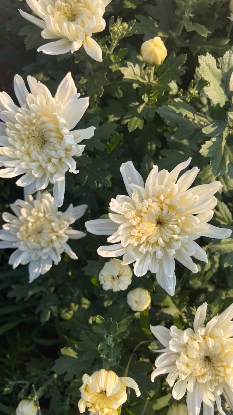 山西侯马鲜切菊花基地，大量鲜白菊，***********