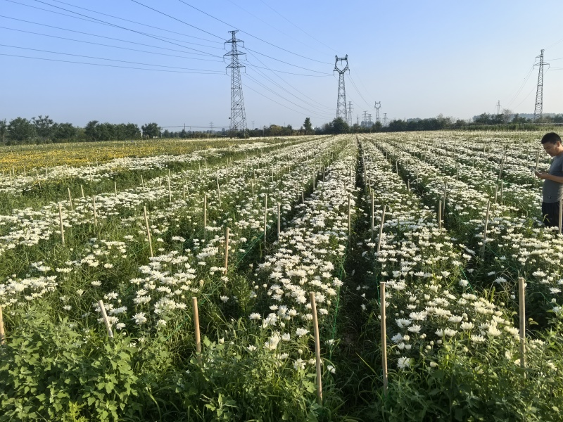 山西侯马鲜切菊花基地，大量鲜白菊，***********