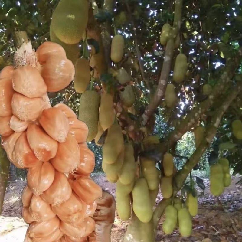 榴莲蜜苗