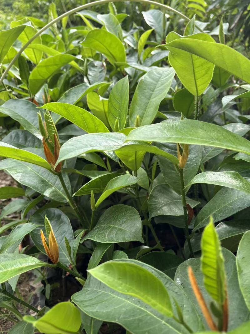 榴莲蜜苗