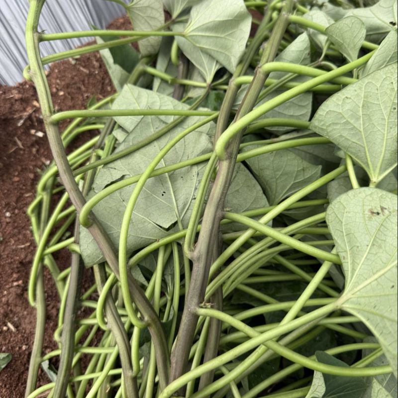 榴莲蜜薯苗