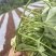 榴莲蜜薯苗