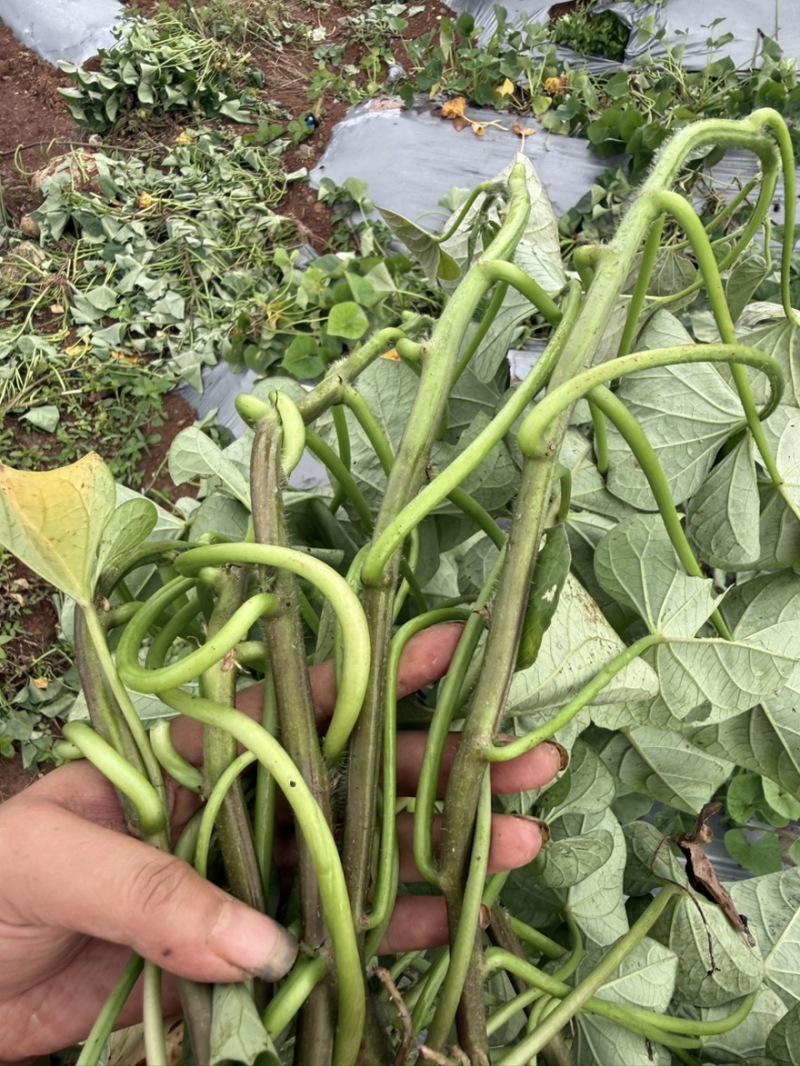 榴莲蜜薯苗