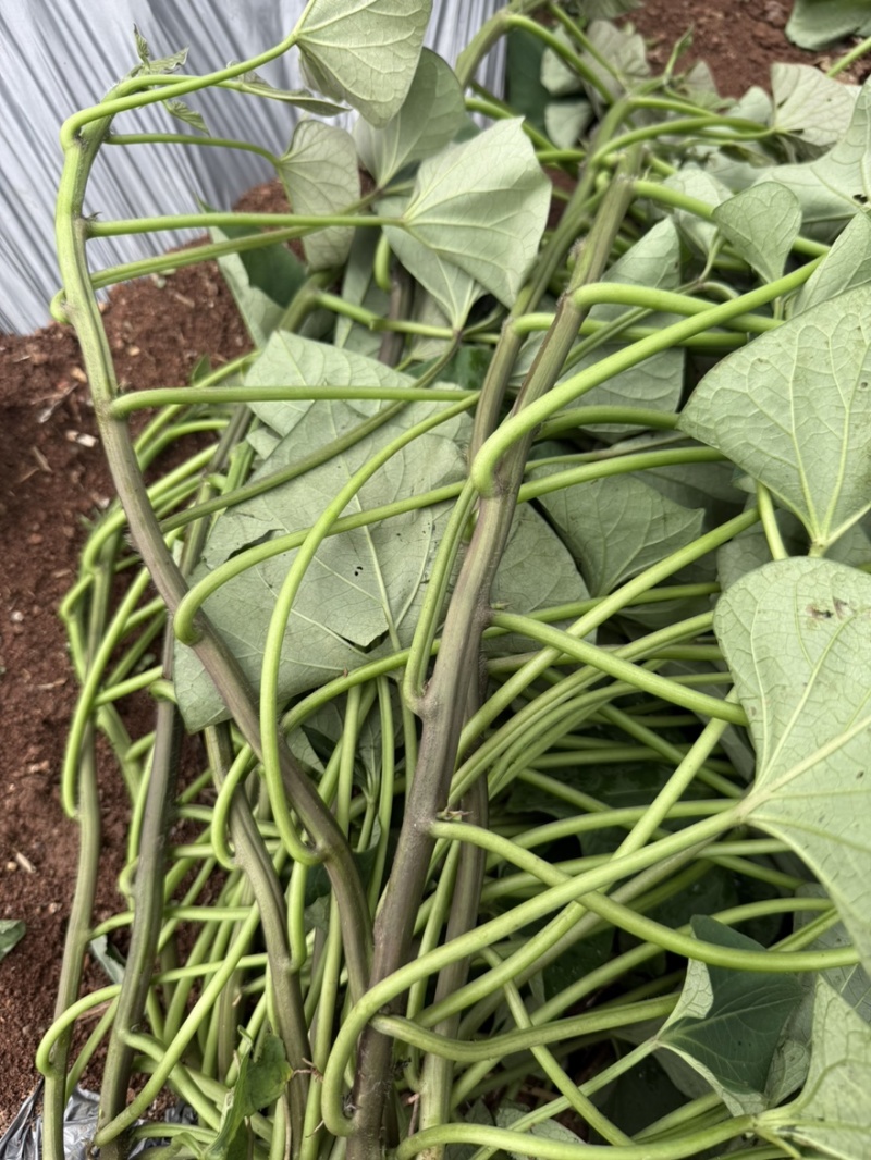 榴莲蜜薯苗