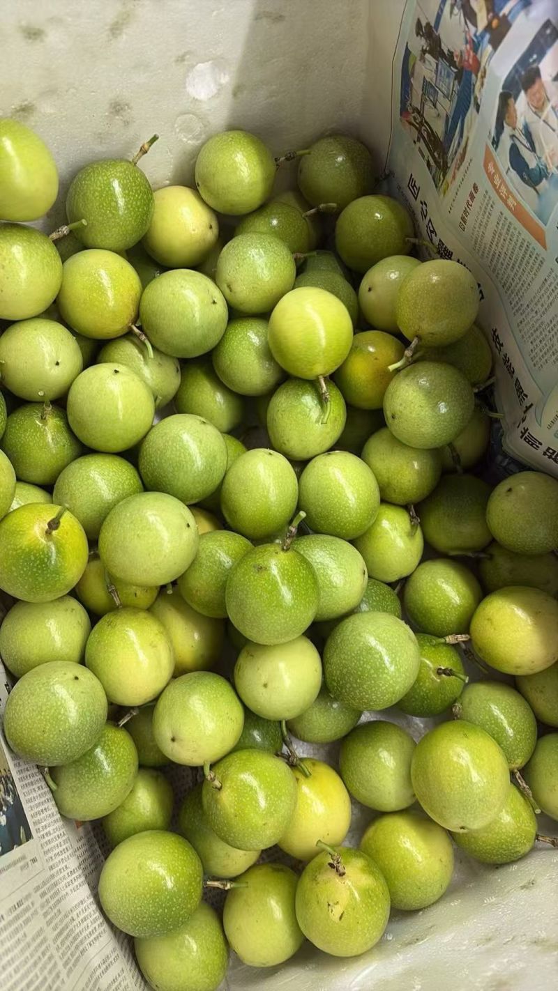 钦蜜9号黄金百香果大量