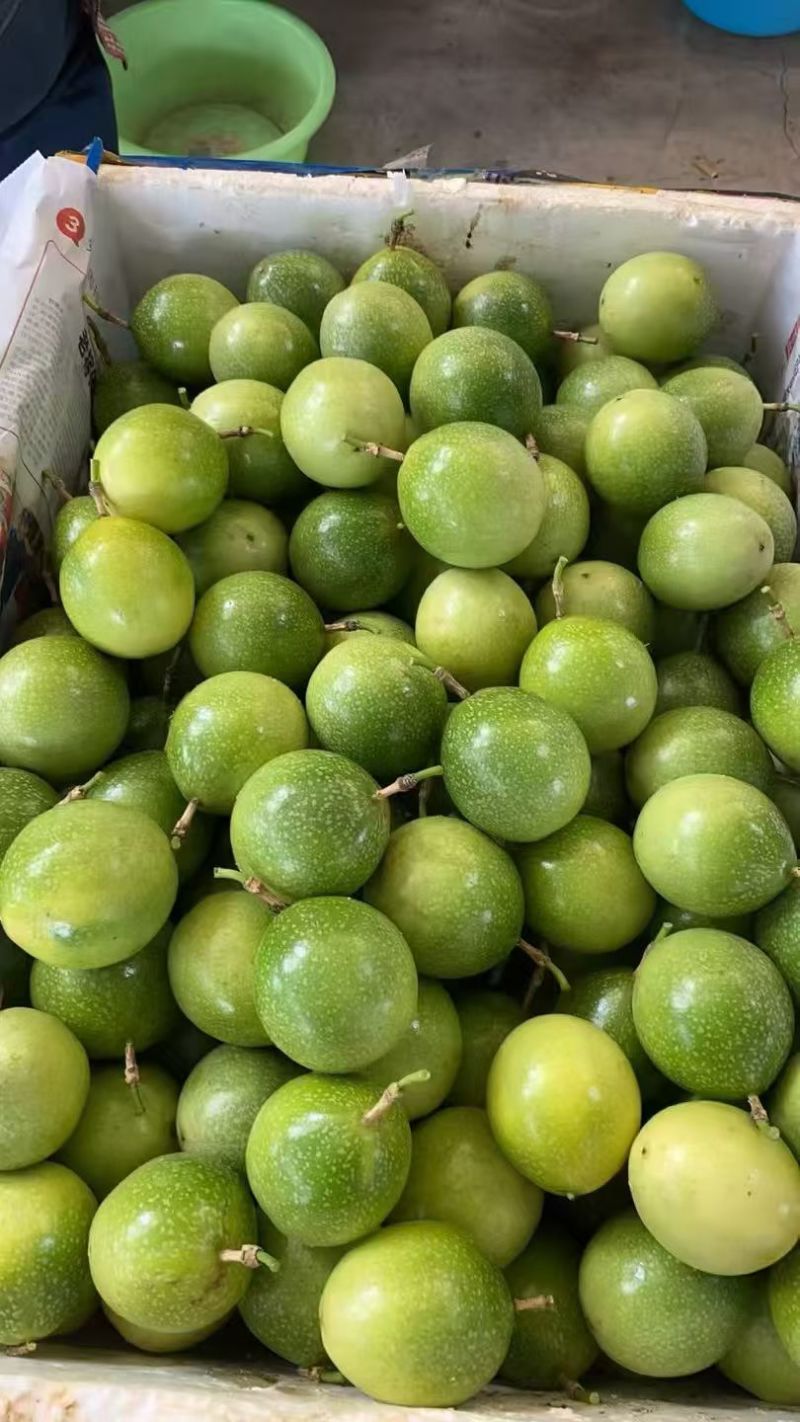 钦蜜9号黄金百香果大量