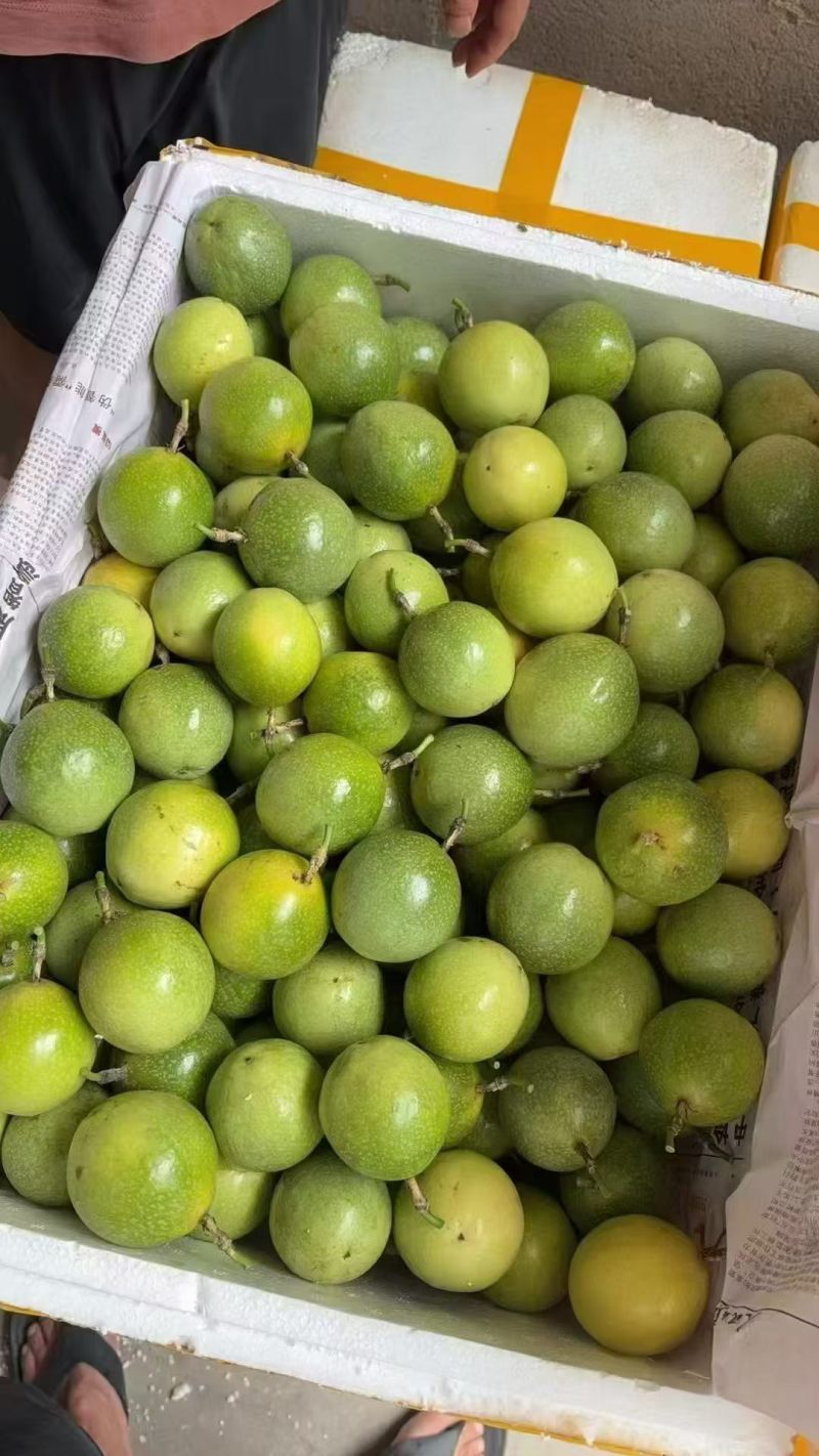 钦蜜9号黄金百香果大量