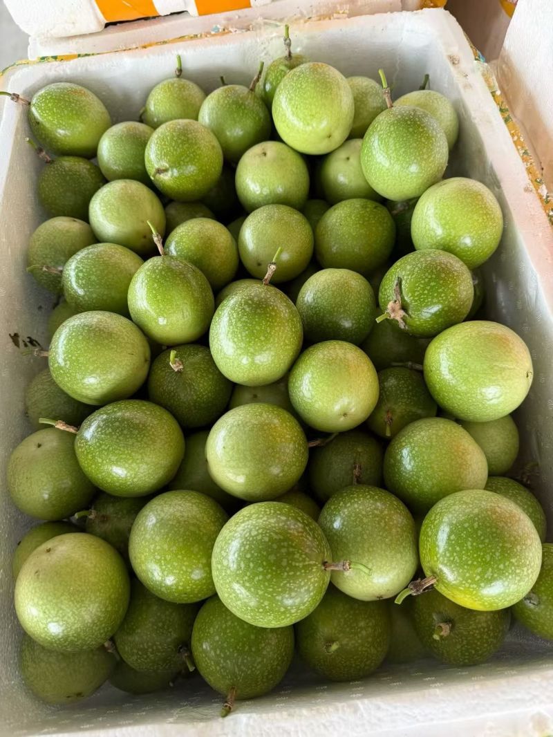 钦蜜9号黄金百香果大量