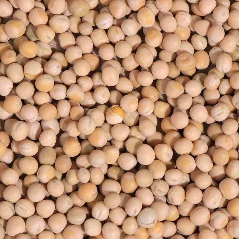 豌豆中粒豌豆大中小豌豆鸽粮加工原料豌豆