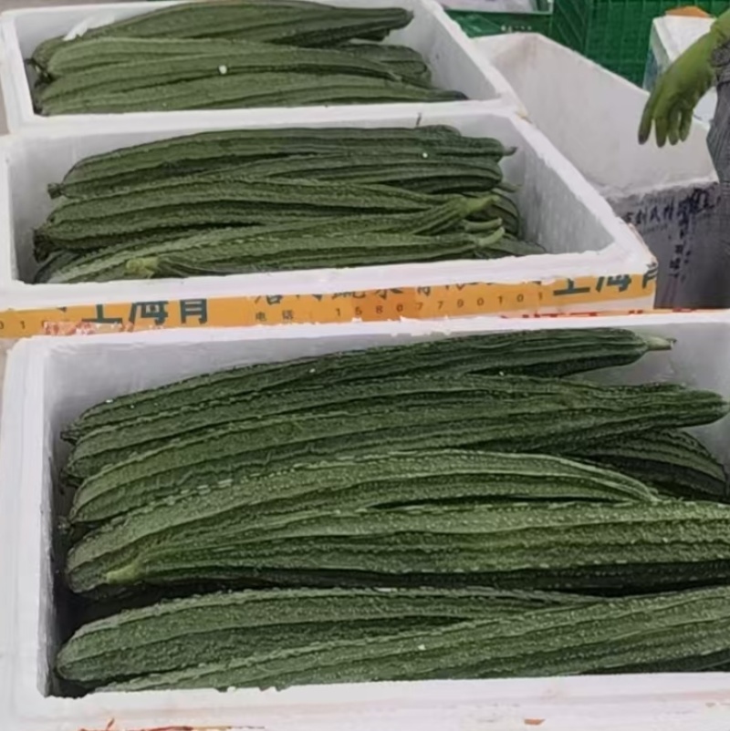 精品丝瓜