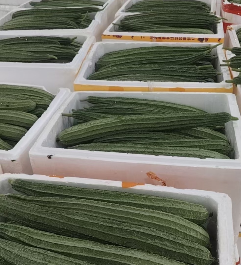 精品丝瓜
