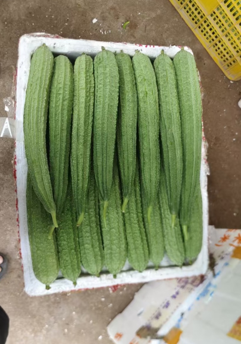 精品丝瓜